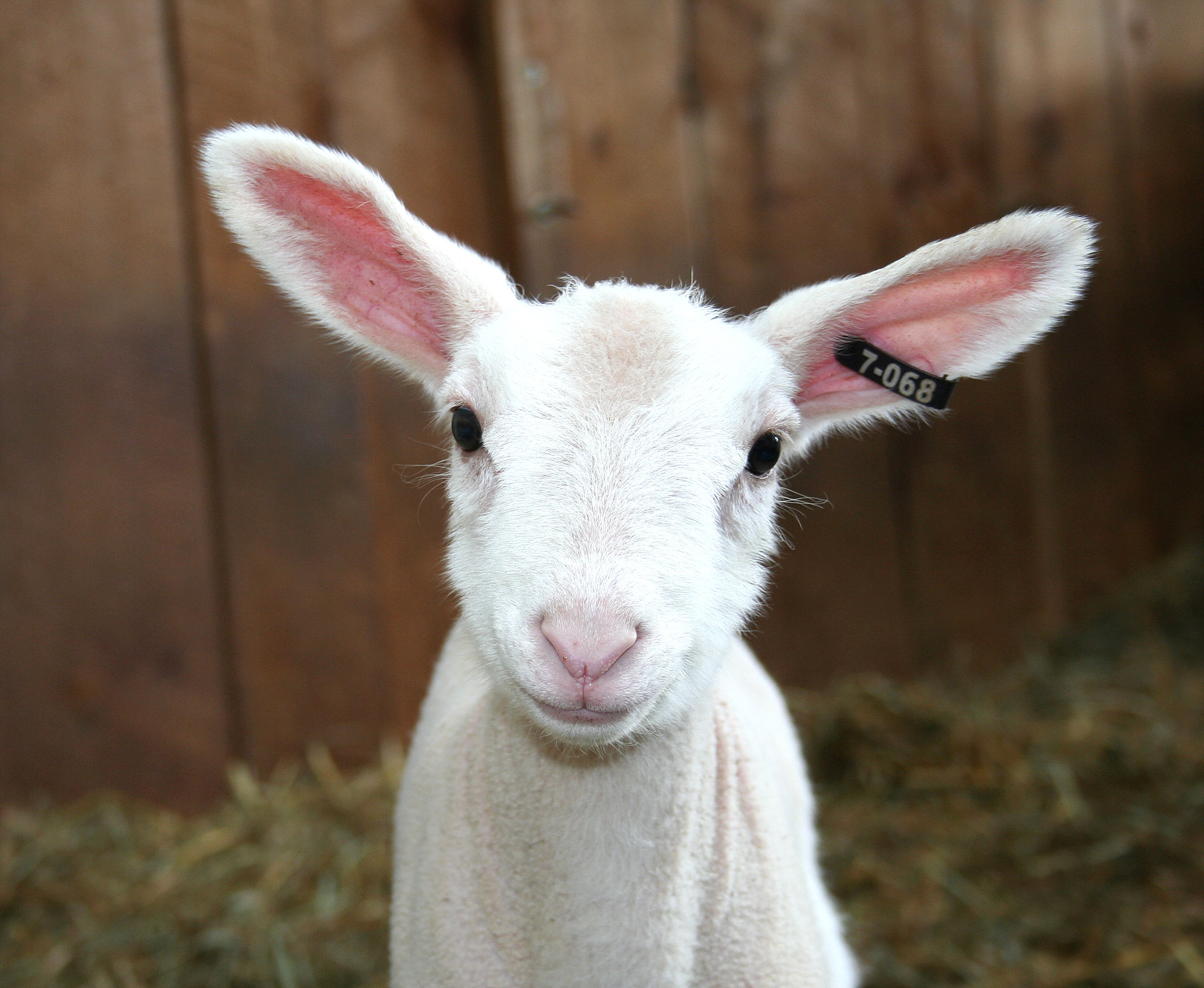 Index of /animal_husbandry/images/Diseases/Sheep and Goat Diseases